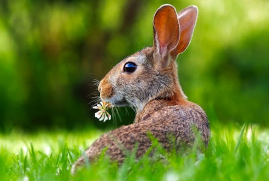 为啥兔子总当 “生态饭票”？天敌多到数不清