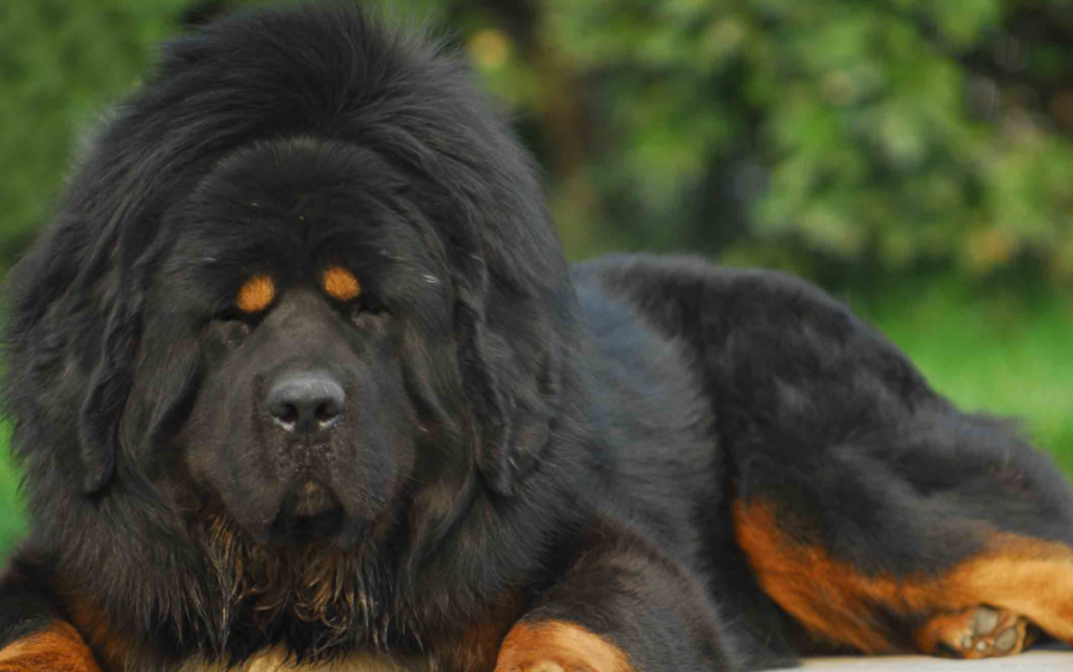 藏獒咬人案：擅闯的和养禁养犬的，到底谁错更大？