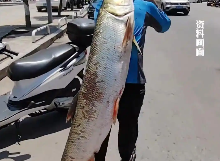 安徽大哥钓上 53 斤大鱼，绑后备箱 “巡街”：油不烧完不回家！