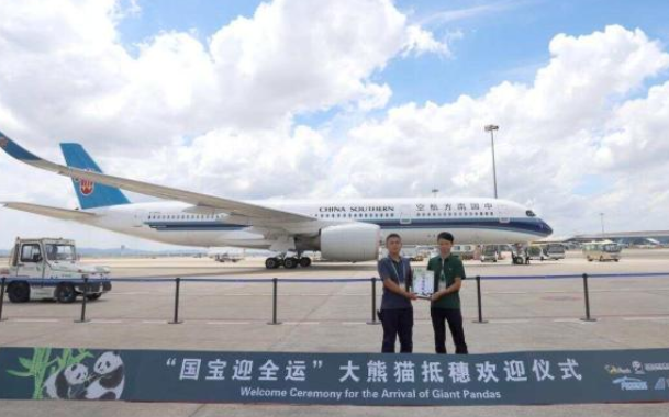 广州人狂喜！“久久”“友友” 来啦，动物园 4 只熊猫扎堆，20 元就能看