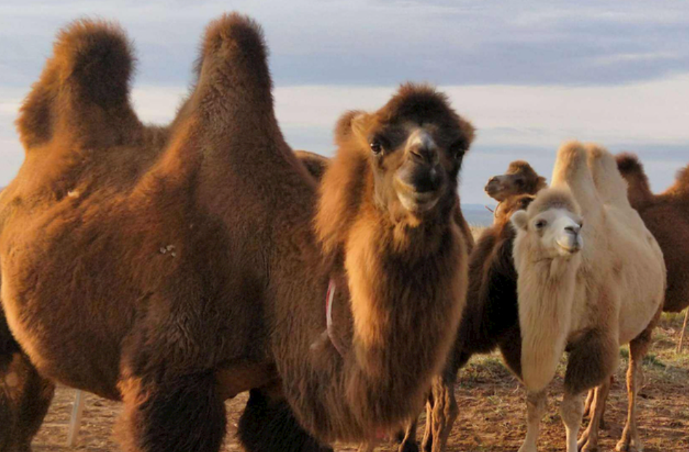 一人一驼还怕扣分？兰大回应 “骆驼驾驶证”：文创而已，非官方证件