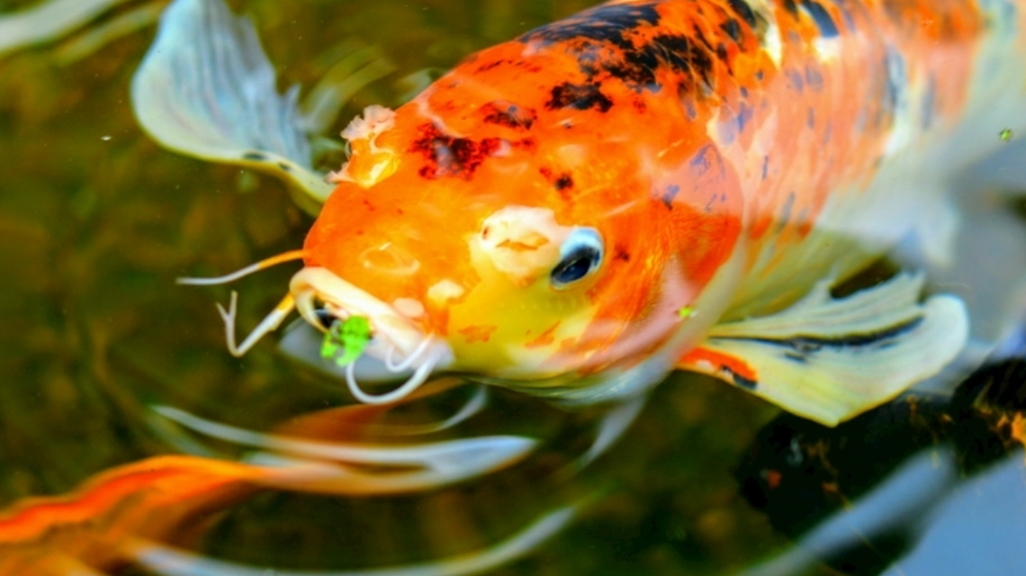 山东这所高校太实在！湖里捞 8 万斤鱼，全校师生免费吃 10 天，口味还任选