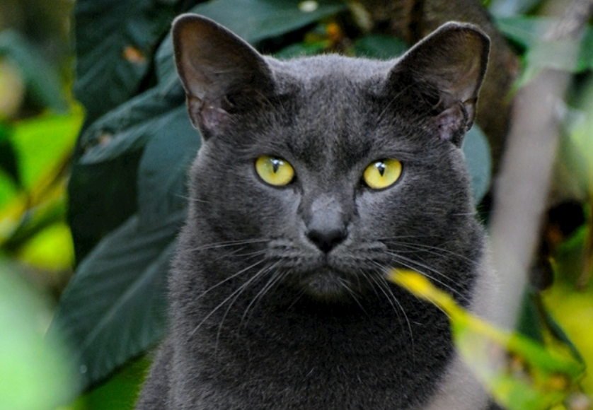 狮子老虎与家猫的眼睛差异：藏在瞳孔里的生存门道