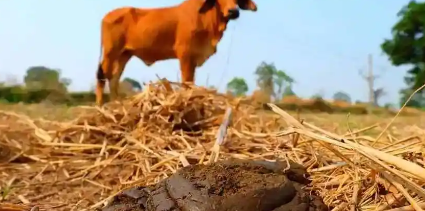 一头牛年产 5 吨粪！养殖大县陷 “牛粪围村” 困境，“变粪为宝” 助乡村焕新颜​