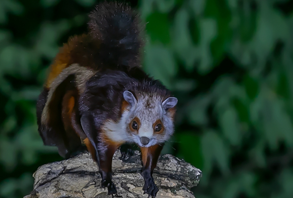 阳台偶遇 “高空挑战者”！19 楼红白鼯鼠展翅，解锁城市新邻居