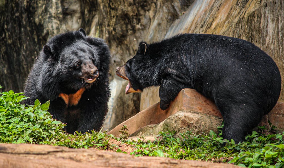 背影像人、还穿袈裟！宣城动物园黑熊引热议，园方：绝对是真熊