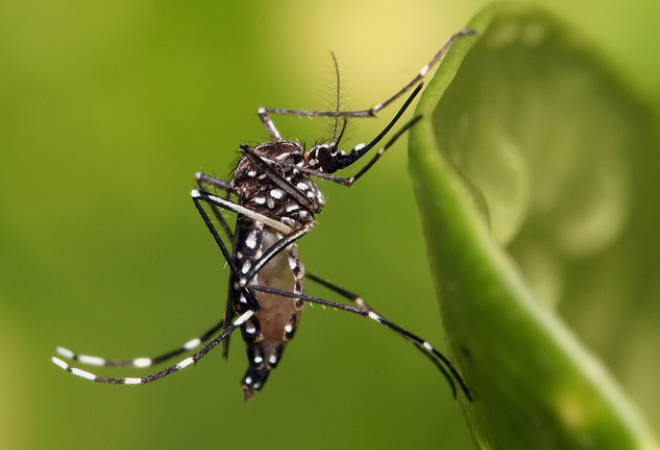 全世界的蚊子揉成一个球，到底有多大？