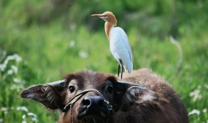 为啥小鸟总追着挖掘机跑？真相藏在 “饭碗” 里
