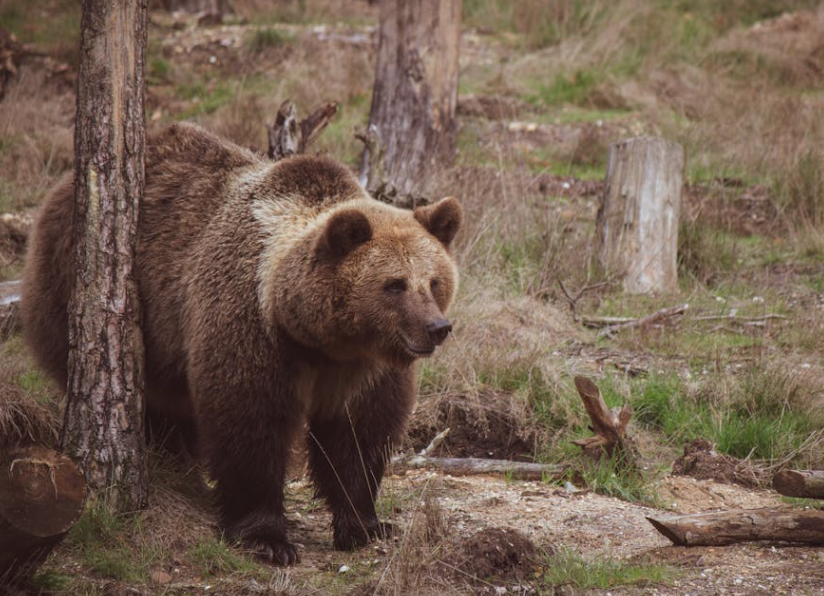 孕妇遇黑熊袭击装死求生，跨千里急救 6 小时转危为安