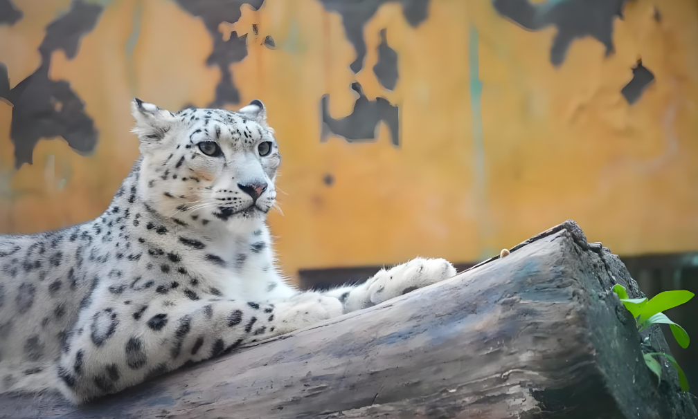 遇到 “雪山之王” 雪豹该咋办？搞懂这些，安全又安心