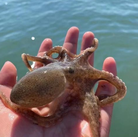 海钓钓出 “带手机的八爪鱼”！拍摄者：10 米深海钓的，手机已不能用