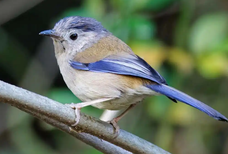 揪心！朝阳大厦楼下 14 只鸟躺平，12 只死亡，罪魁是反光玻璃