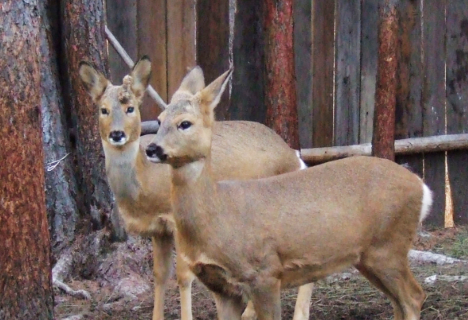 万万没想到！辽宁大爷护玉米拦狍子，竟被狍子 “三连跳” 踩头顶