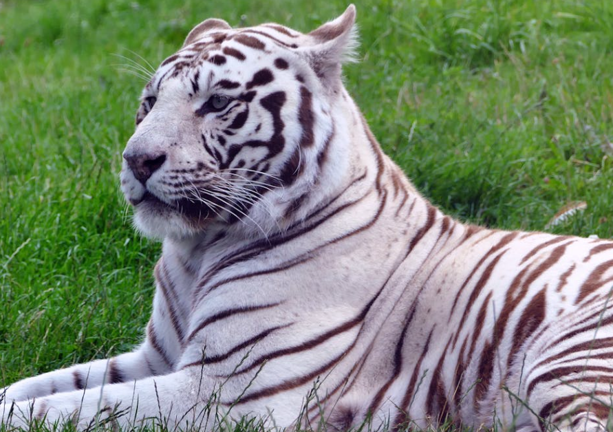 郑州动物园老虎火了：雨里踱步数委屈，鼻上伤痕藏着一场 “食物争夺战”