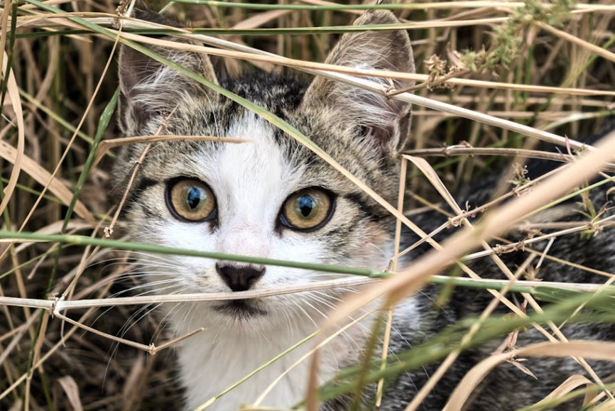 猫咪那晃悠悠的小肚腩，居然是 “宝藏装备”？