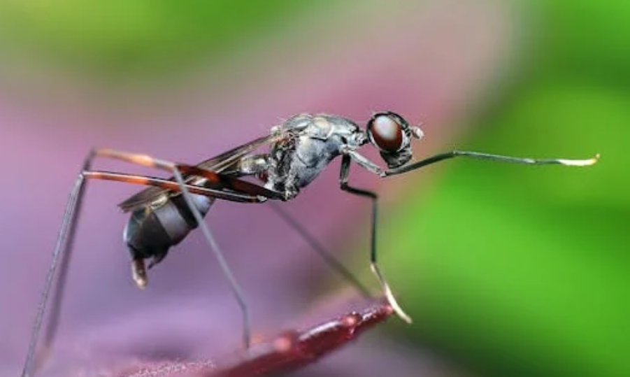 佛山释放巨蚊控蚊：效果有限，风险较低但需理性看待