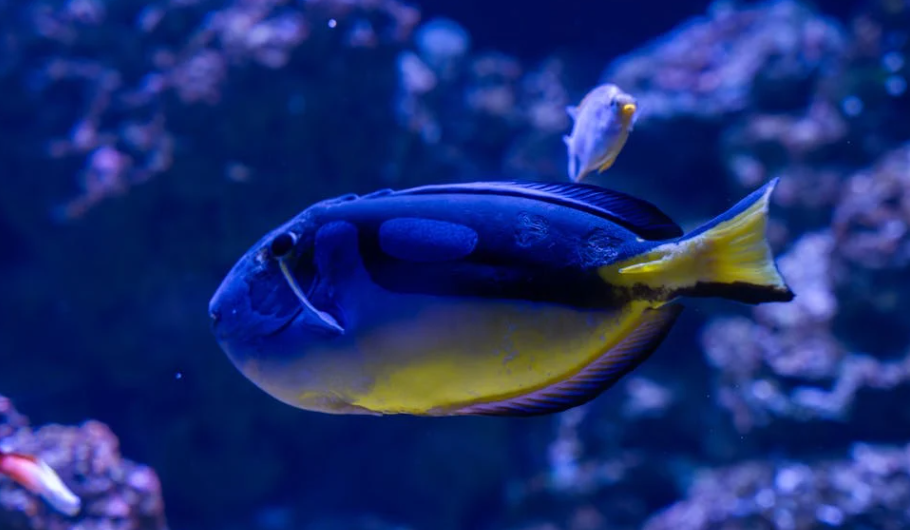 鱼的鼻孔到底有啥用？