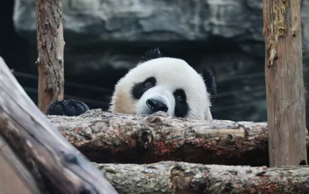 北京动物园新熊猫火了！找萌兰 “串门” 不算啥，6 岁吉年有个 3 岁舅舅？