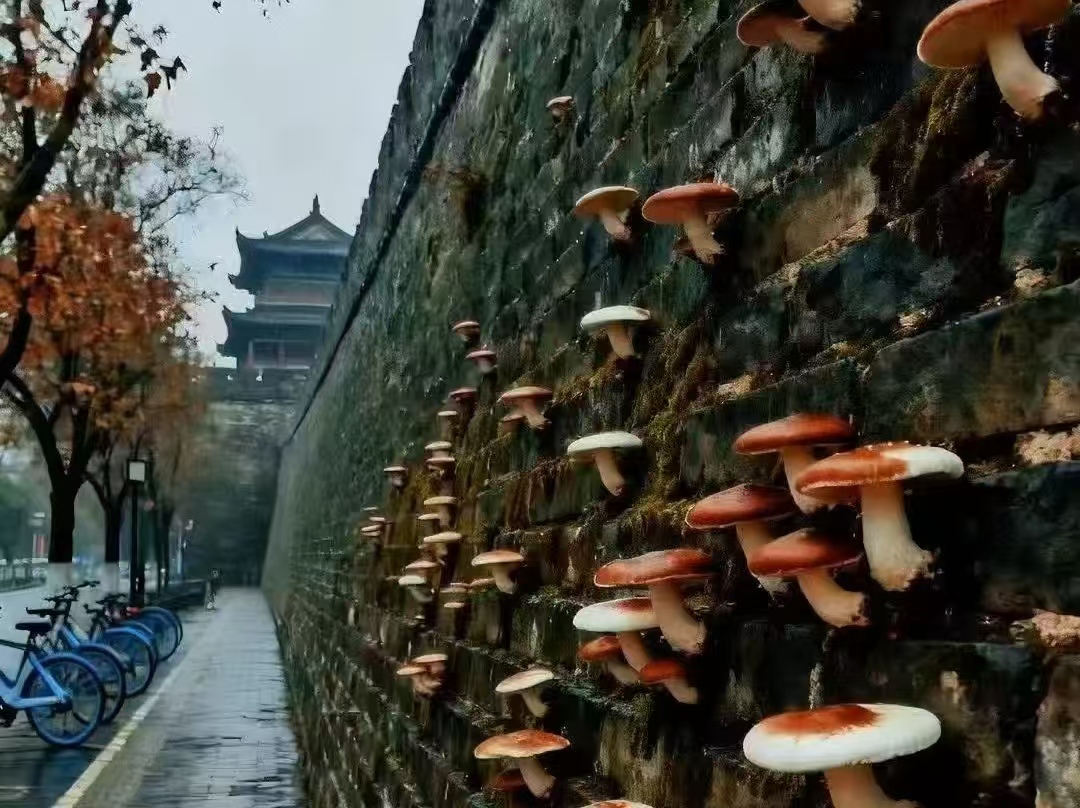 活久见！西安 1 个多月雨浇出奇景：砖缝长蘑菇、城墙 “长绿毛”，网友：长安变江南？