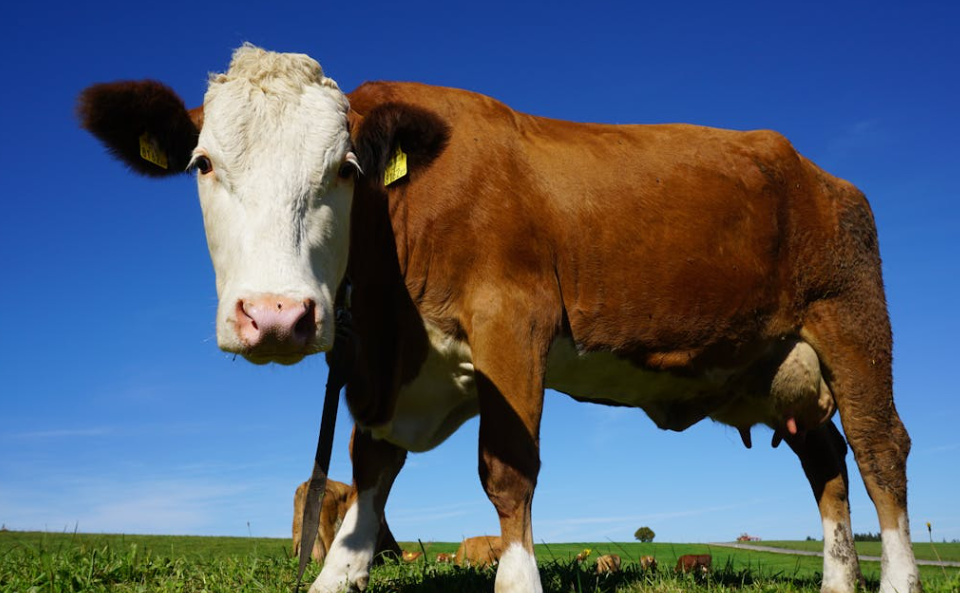 河边写生遇牛，女生逗玩红衣服遭 “突袭”，被顶飞后庆幸捡回一命