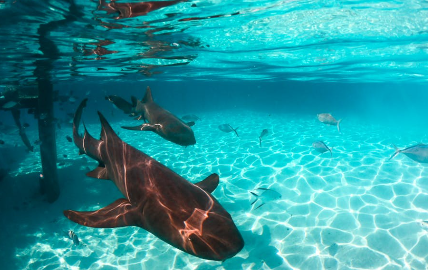 惊险！鲨鱼专家被咬头、断氧管，事后却护着鲨鱼：它只是受了惊