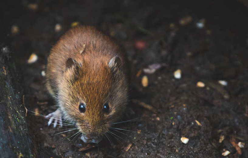 惊心！迪拜女游客在东京走路时被老鼠咬出血，急诊沟通难