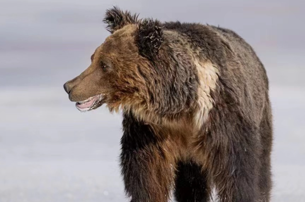 夜幕下的垃圾场：藏马熊的 “晚餐”，高原的生态考题