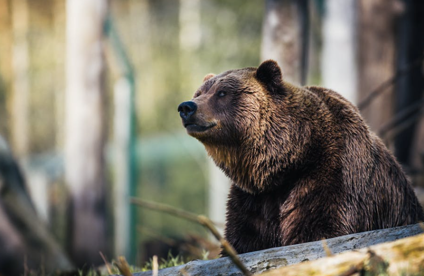日本熊伤人事件今年已致 7 人死亡，创历史新高