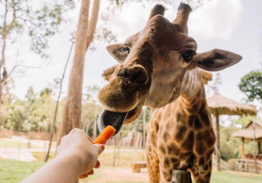 险！长颈鹿脑袋卡护栏越挣越紧，工作人员火速救场