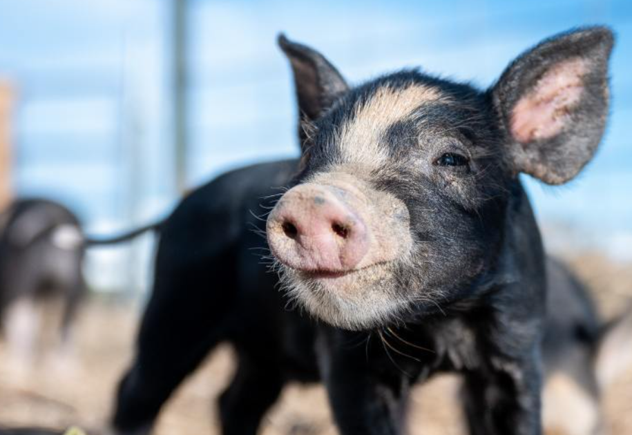 安徽一高校里小黑猪 “越狱” 啦！真相原来是这样​