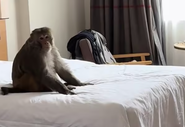 惊！西藏酒店 4 楼进 “不速之客”，藏猕猴坐床上当 “房主”，游客做法获赞