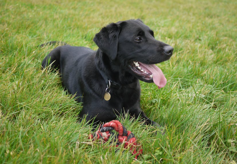 公路惊现 “狗司机”！拉布拉多开改装车狂奔，交通部门：有隐患将反馈