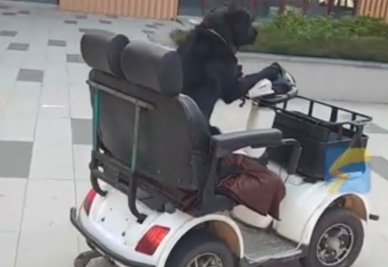 离谱！眉山 5 岁拉布拉多开改装电动车，主人：就练了 1 个月