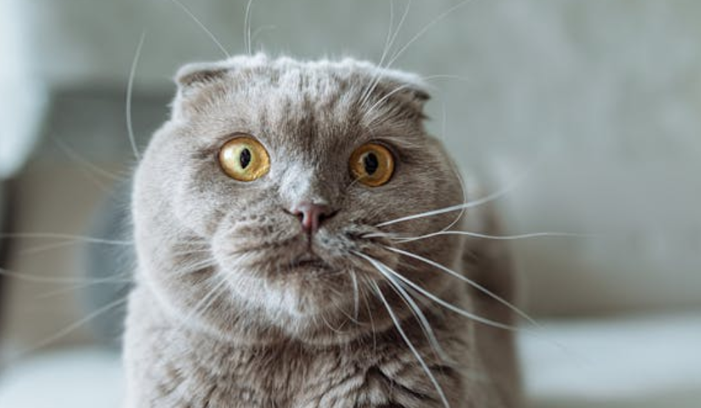 30 元买个摄像头看猫，结果看到别人家卫生间！