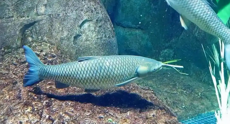 安徽黄山 70 斤 “草鱼王” 引争议：55 岁高龄为何难让人信服？