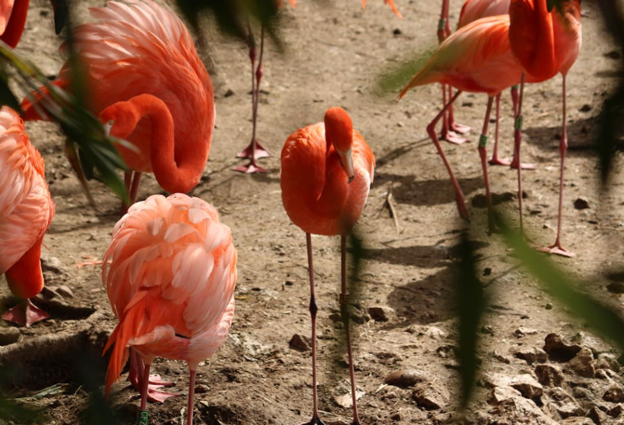 心疼！火烈鸟在南京冷到打颤，防寒措施透明化才是关键