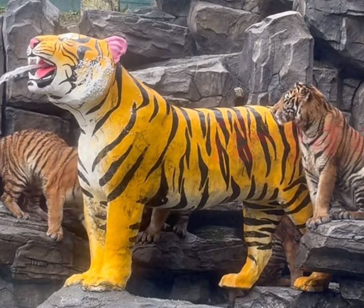 想拿 5 万月薪吗？洛阳动物园招 “最猛司机”，得闯虎山熊窝