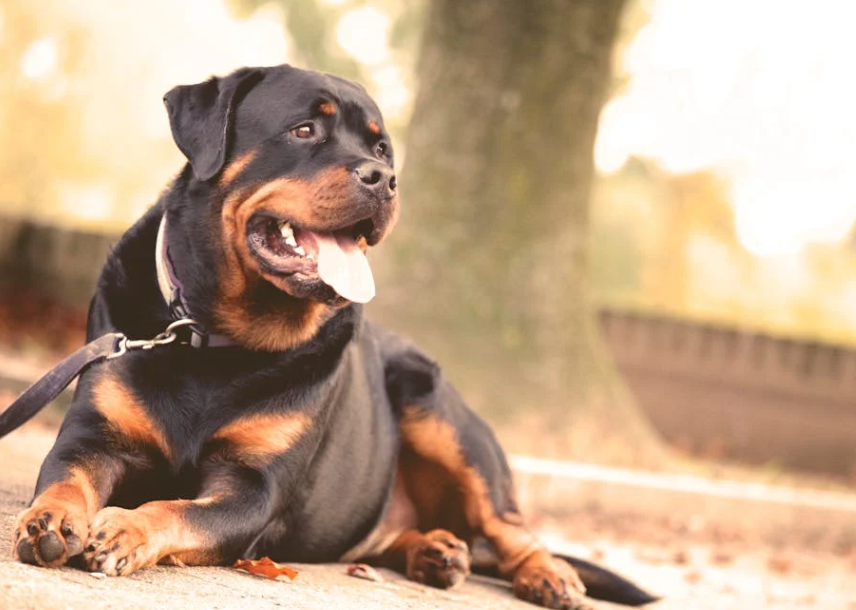 离谱！重庆女子牵绳遛狗被男子暴力殴打，事后男子想和解遭拒