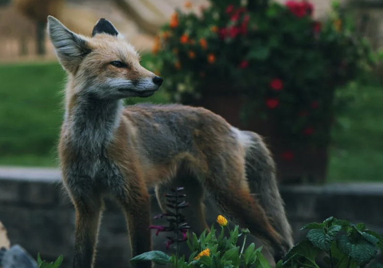 哈尔滨大哥救白狐获四代 “保镖”！狐狸能当宠物吗？“异宠” 饲养风险得留意