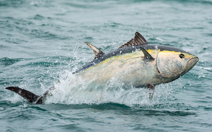 生物对称的秘密：物理法则 “雕刻” 出成对器官
