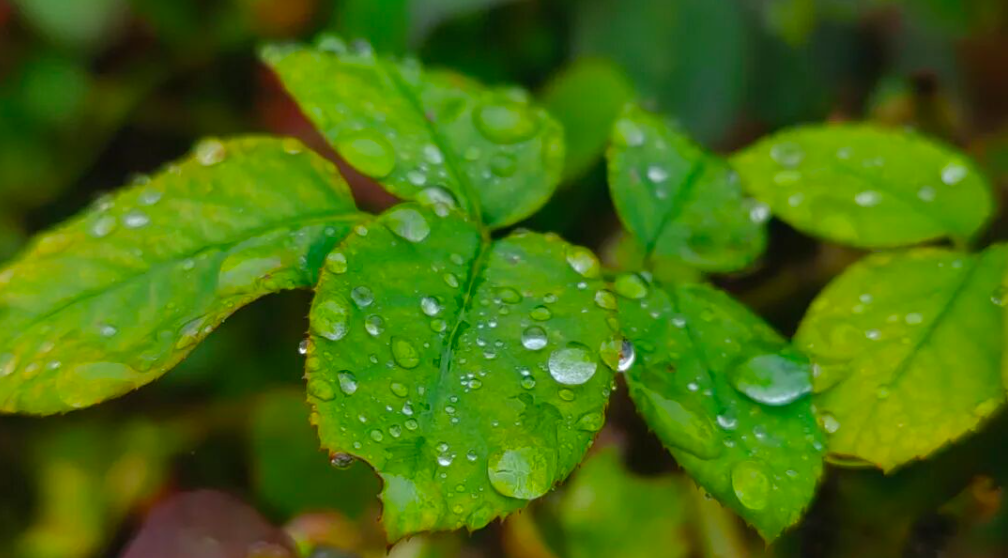 北京连下暴雨！今明最高温就 12 到 13 度