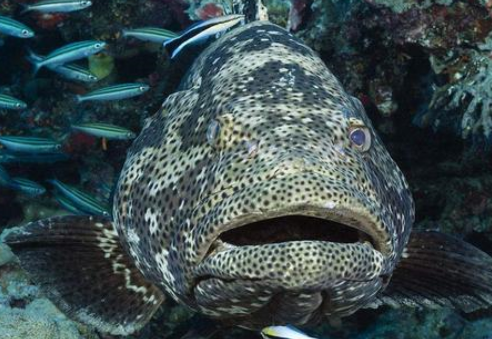 200 斤石斑王上岸！渔民卖万元笑开花，专家却说这事儿不简单​