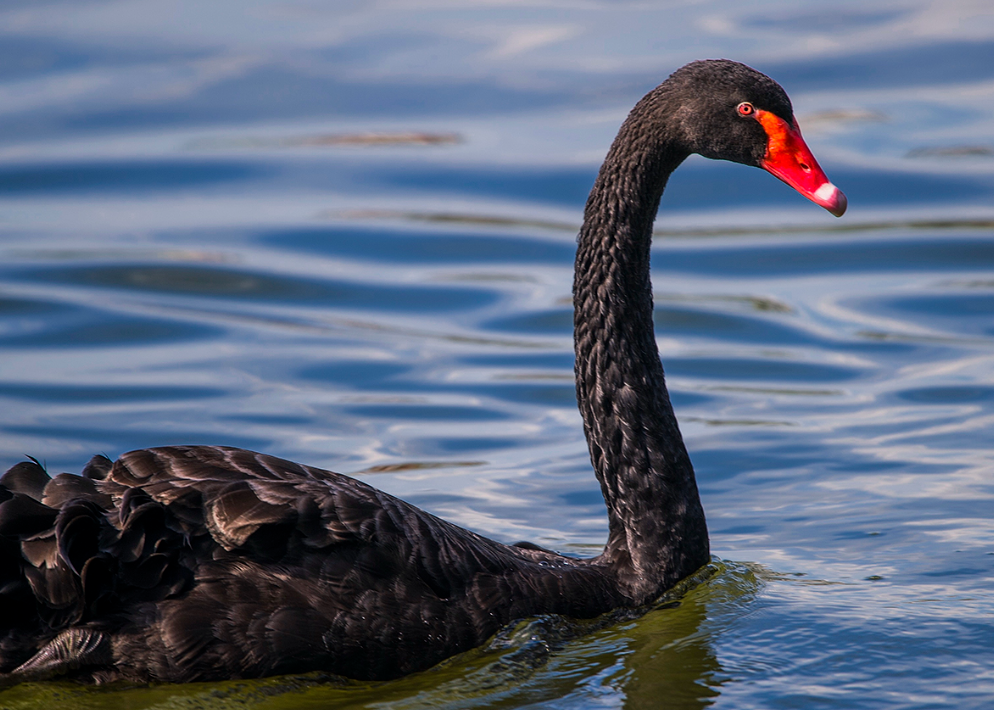 逗乐！济南婚纱照片场黑天鹅 “抢新娘”，新郎急中生智用捧花驱离