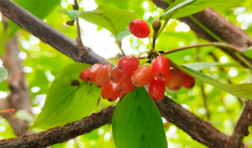 重阳话茱萸：在扬州寻王维诗里的植物，看三种茱萸各有乾坤！