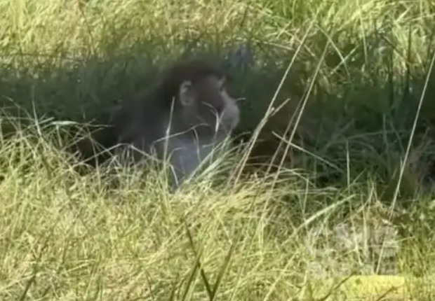 密西西比州公路惊现猴群逃跑！美国实验猴运输出意外，病毒争议引关注