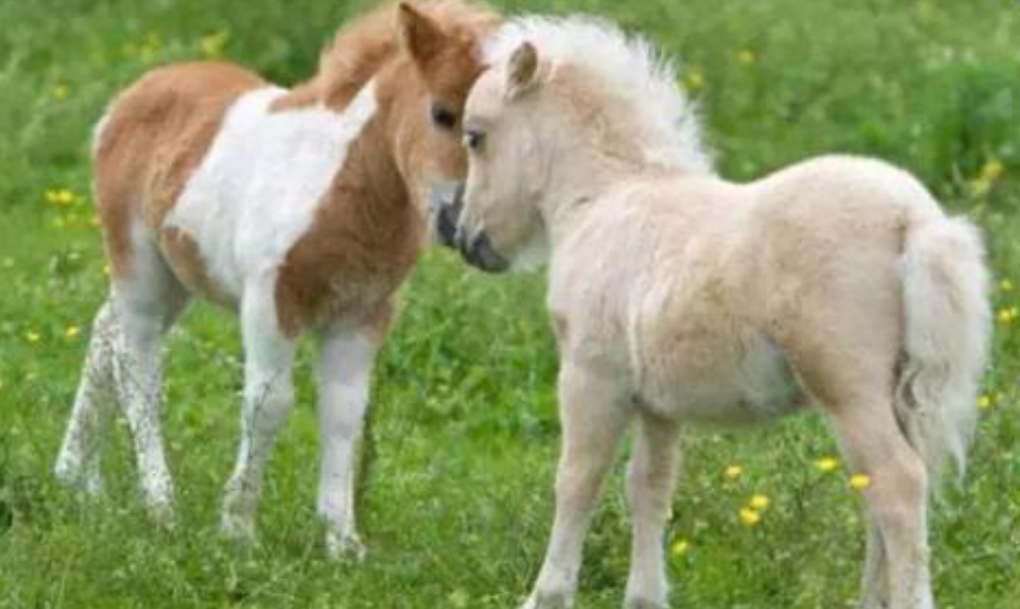 姥姥网购小矮马，这份隔代爱暖爆了