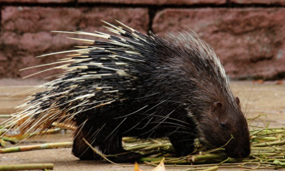 南京街头惊现豪猪 “夜跑”！多方回应引关注，背后真相待探寻!