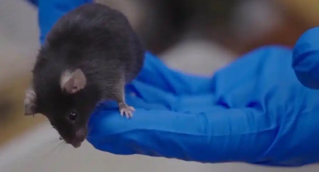 神舟二十一号带 “特殊乘客”！4 只小鼠 “航天员” 训练画面流出