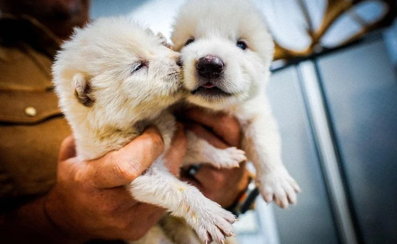 从琥珀蚊子到基因剪刀：恐龙复活的技术弯路与现实意义