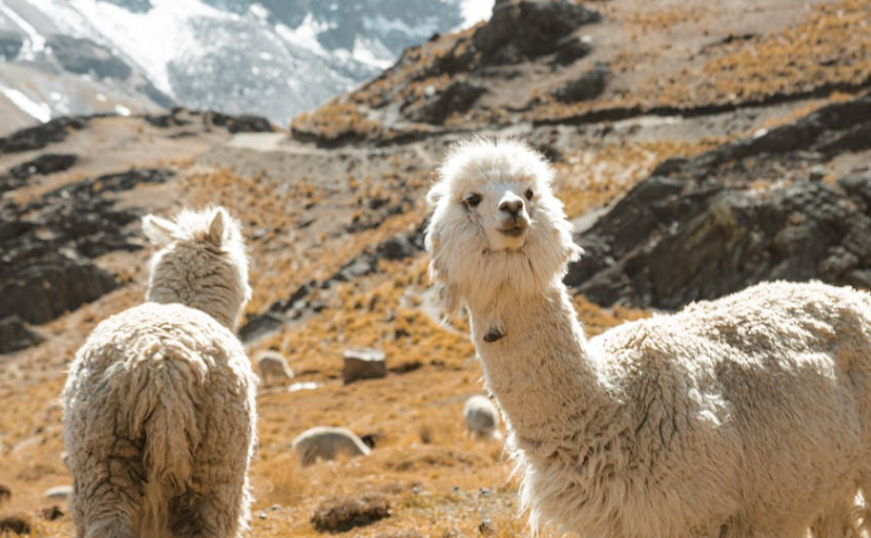 南通动物园羊驼被喂到躺地？园方回应了